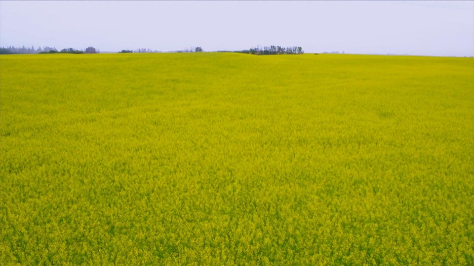 A large canola field filled with yellow flowers.