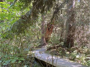 These photos show the wooded area that the town of Gibsons has designated as an Indigenous Healing Forest.  There are about 10 such healing forests in Canada, and this one could be BC's first when completed.