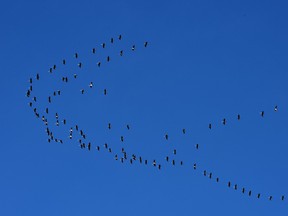The unmistakable sound that cranes make, you can't help looking skyward as a flock of them flying in formation, heading north from Edmonton, April 28, 2022. Ed Kaiser/Postmedia