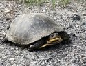 A Blanding's turtle spotted attempting to cross a road in the Estaire area of ​​Ontario.  