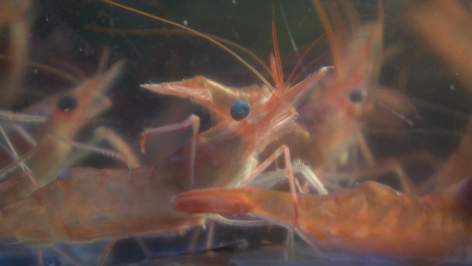 Live shrimp in a pond or in the St. Lawrence River.