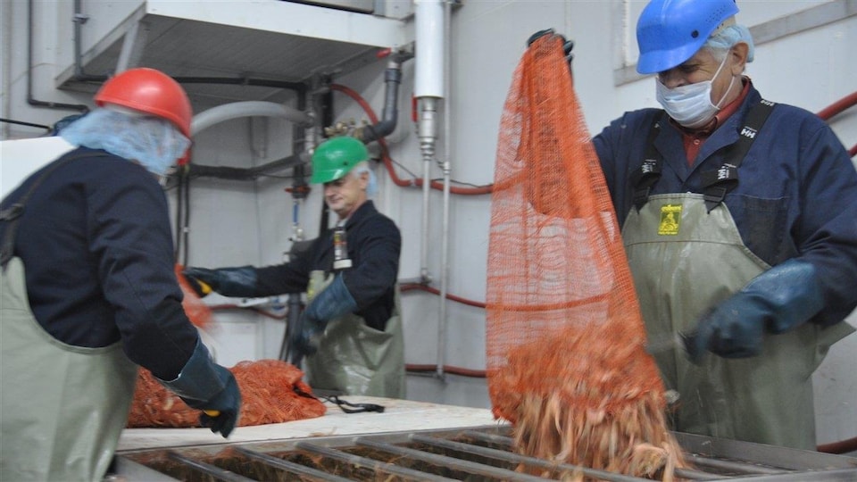Shrimp arrive at the Pêcheries Marinard factory in Rivière-au-Renard in Gaspésie