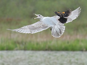 A redwing blackbird tries to chase off a gull in Piper Spit at Burnaby Lake, in an image captured by wildlife photographer Tamara Sale.