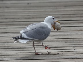 A gull makes a successful identification of an actual bird egg, in an image from wildlife photographer Tamara Sale.