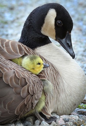 A Canada goose puts a protective wing around its very young hatchling in an image by wildlife photographer Tamara Sale.