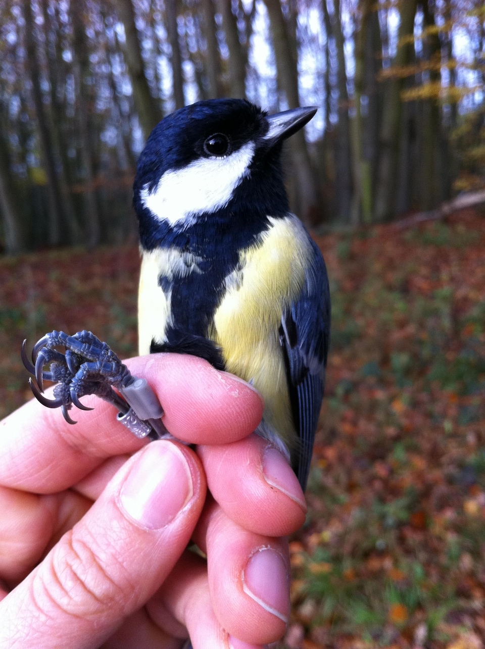 A great tit in the hand of a researcher.