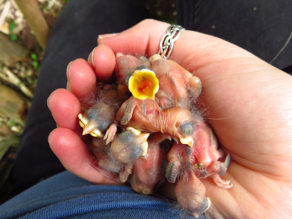 A brood of chicks from a great tit in the hand of a biologist.