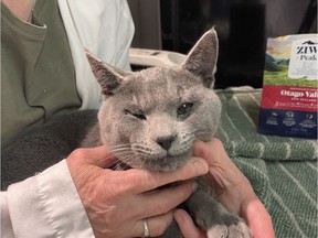 Smokey the cat survived the fire at the Winters Hotel April 11 and has been reunited with his owner.  Photo: Jill Morisset