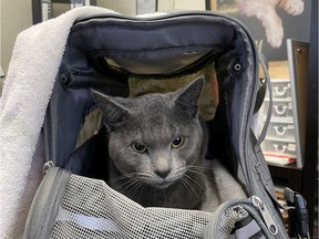 Smokey the cat survived the fire at the Winters Hotel April 11 and has been reunited with his owner.  Photo: Jill Morisset