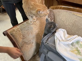Smokey the cat survived the fire at the Winters Hotel April 11 and has been reunited with his owner.  Photo credit: Jill Morisset