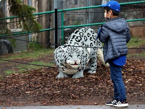 A young visitor to the Edmonton Valley Zoo checks out a large scale Lego Snow Leopard sculpture on display at the zoo, Friday May 6, 2022. The sculpture is part of the zoo's Nature Connects exhibition from artist Sean Kenney.  Photo By David Bloom