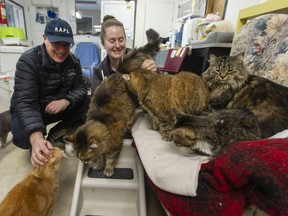 Eyal Lichtmann, executive director of the Regional Animal Protection Society, and Shena Novotny, manager of the adoption center and cat sanctuary, with some of their feline boarders in Richmond on Tuesday.