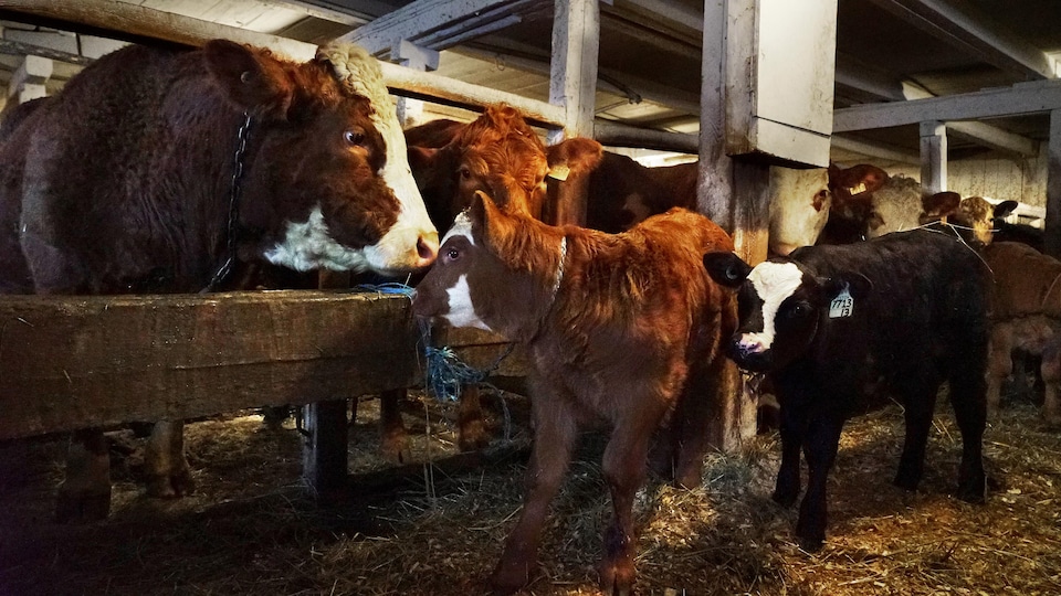 Oxen and calves.