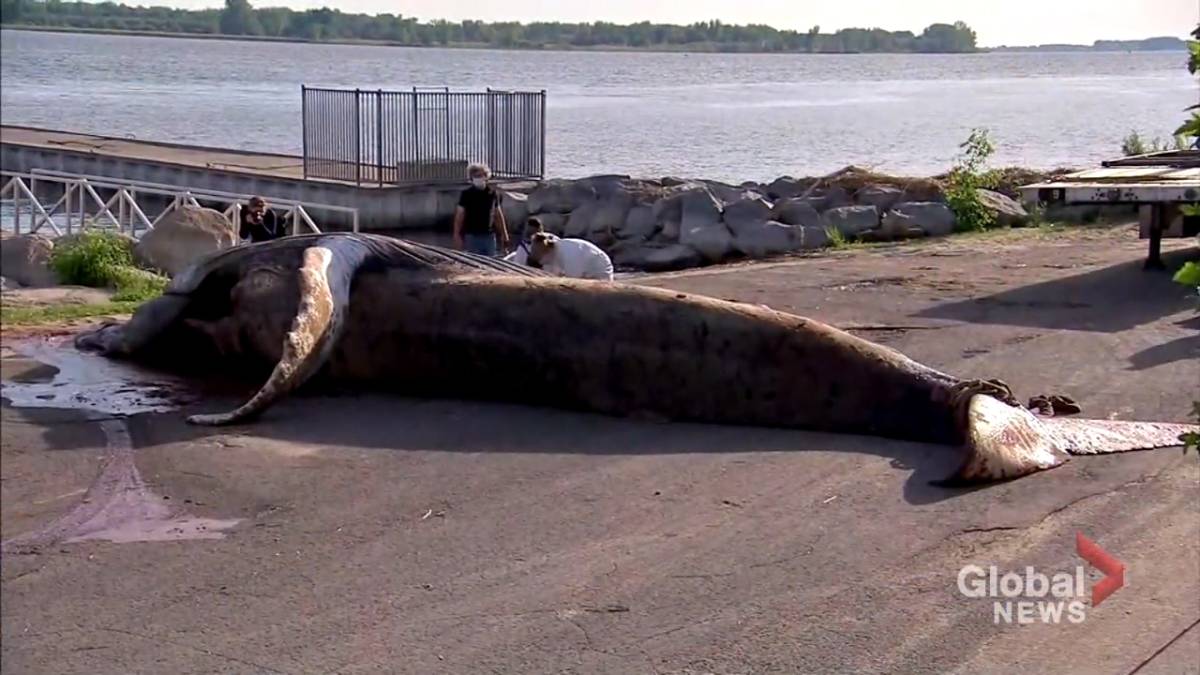 Click to play video: 'Humpback whale death in Montreal last summer remains a mystery'