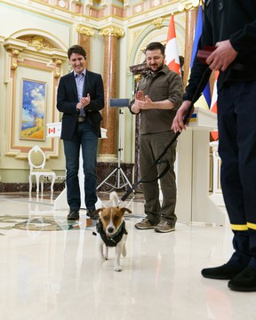 Uno de los aspectos menos conocidos de la visita del primer ministro Justin Trudeau a Ucrania es que ayudó a otorgar una medalla a un perro.  Al patrón, el Jack Russell terrier, se le atribuye el olfato de más de 200 explosivos desde que comenzó la invasión rusa de Ucrania en febrero.