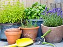Garden expert Helen Chestnut finds basil easiest to grow, problem-free, in containers on the patio, where it is also conveniently close at hand.
