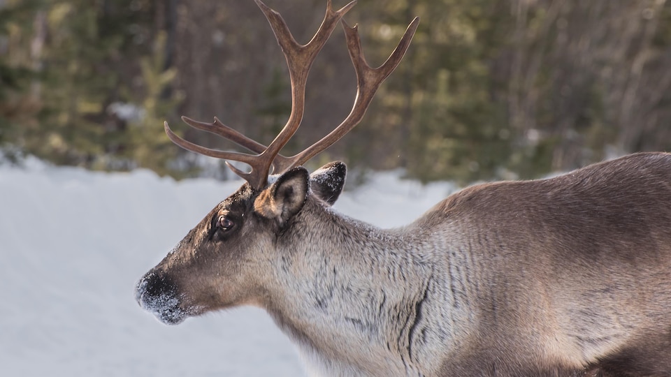 A bull caribou in the snow. 