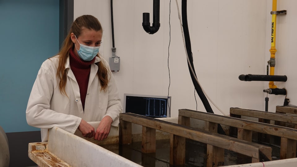 Camille Berthod looks at a lobster tank.