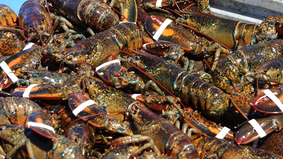 Dozens of lobsters in a tank.