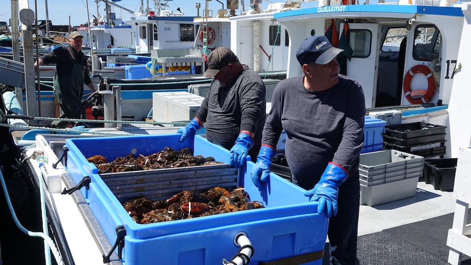 Fishermen in front of a tank full of lobster, aboard their boat at the Pointe-Basse wharf, in Havre-aux-Maisons.