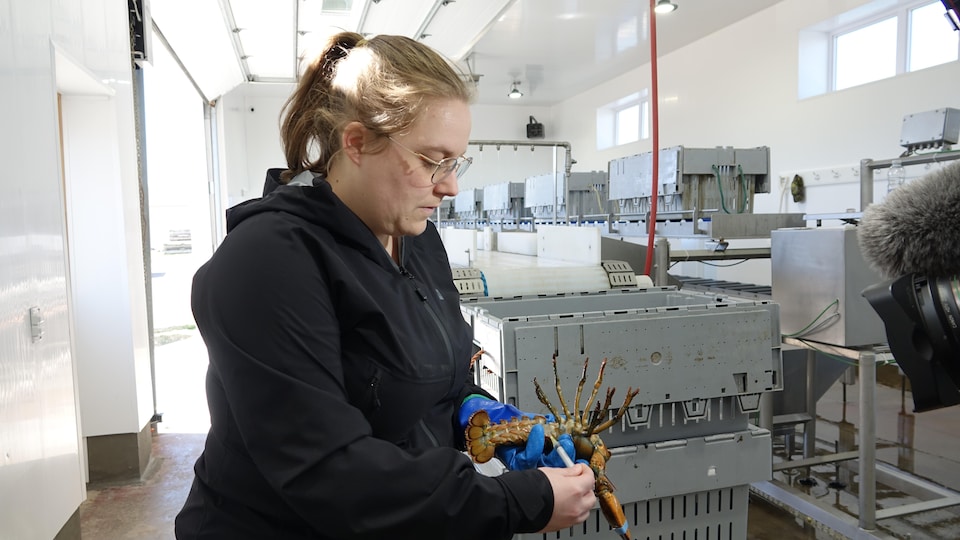 Pascale Chevarie inserts a needle into a lobster in front of the automatic sorter.