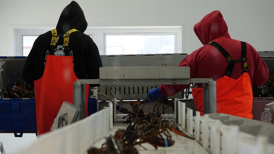 Two men from behind place lobsters on an automatic sorter in the Fruits de mer Madeleine factory in Havre-aux-Maisons.