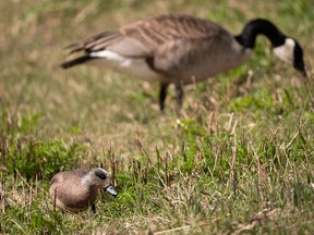 A duck and a Canada goose munch in the grass next to the pond at Hermitage Park in Edmonton, on Thursday, May 12, 2022.