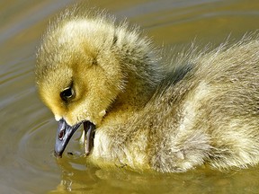 A gosling get ready to eat a bug at Hawrelak Park in Edmonton on Thursday, May 12, 2022.