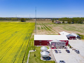 A 35-acre field of blooming canola next to Scoop Ice Cream and Priscilla's Presents on Iler Road in Harrow, is pictured on Friday, May 13, 2022.