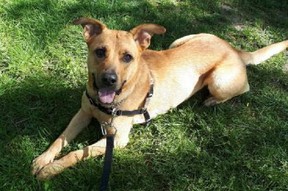 Goldie, a four-year-old female shepherd-mix, is available for adoption at the Toronto Humane Society.