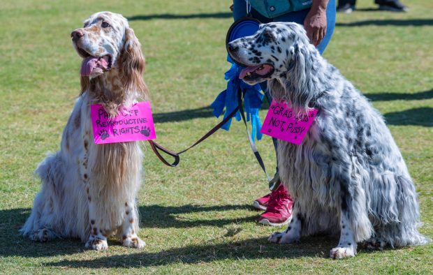 These canines came with their own signs as thousands of...