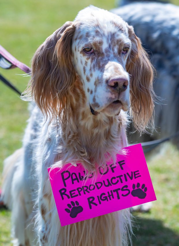 This canine came with its own sign as thousands of...
