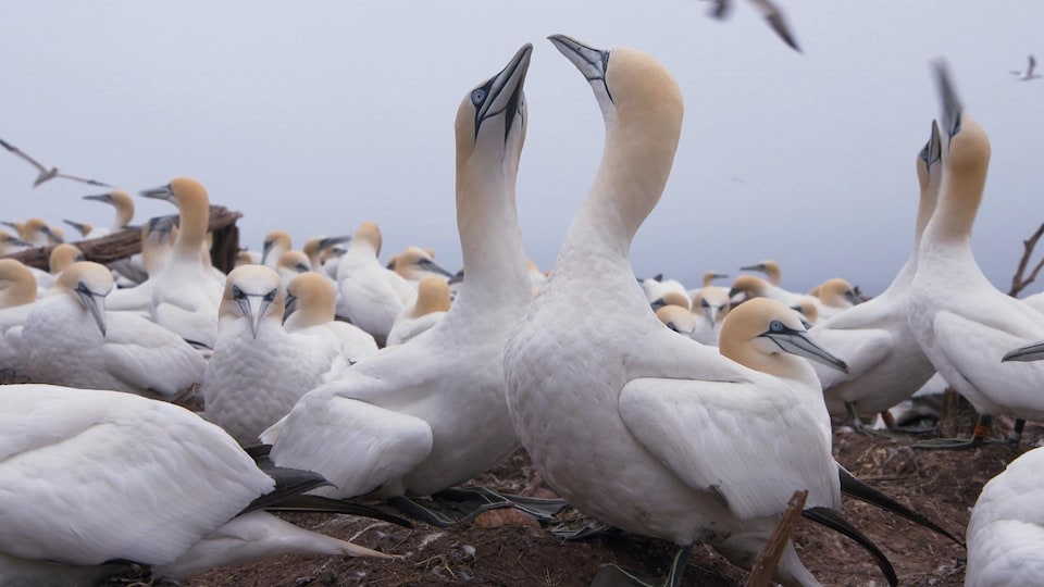Gannets are grouped together.