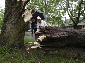 A powerful storm rolled through Ottawa Saturday, downing trees and flooding streets. John Tkaczewski and Agata Hawrylak look at a fallen tree on Weston Drive.