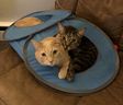 Alister and Chase get cozy in their collapsible play cube.