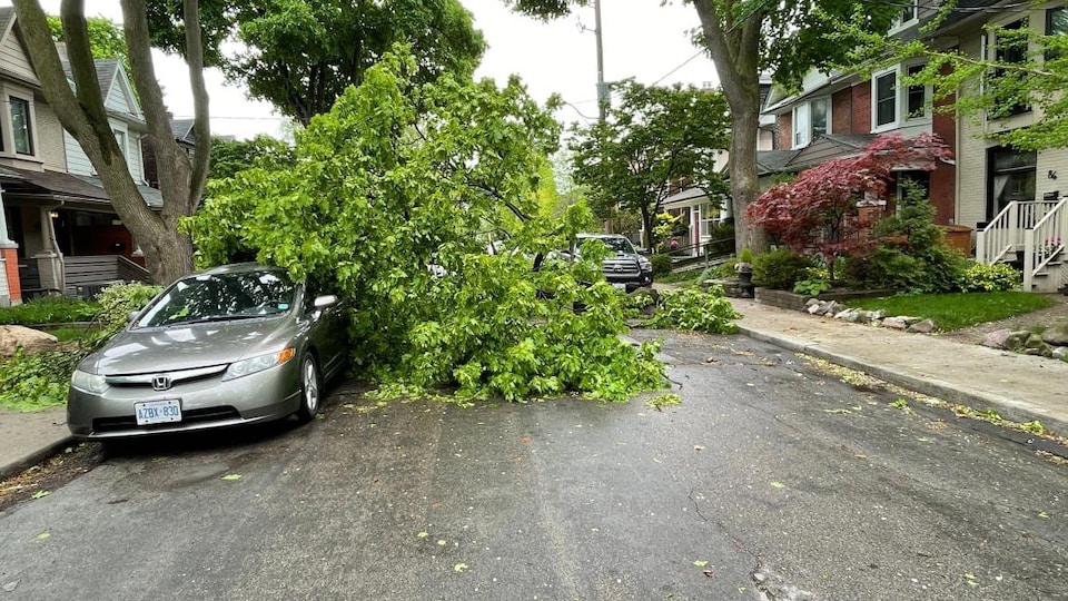 A broken tree on a car in Toronto.