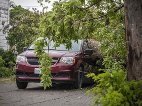 Ottawa and the surrounding area was hit with a destructive storm Saturday. Clean up was well underway with hydro, community members and first responders, Sunday, May 22, 2022. A van had a tree smashed overtop, very close to the driver's door, in Carleton Place Sunday.