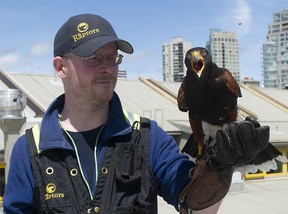 Will De Haven, a wildlife management officer with Pacific Northwest Raptors, with Poki, a Harris's Hawk, at Granville Island.
