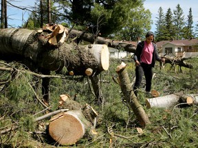 Shika Malhoatra-Singh helps with the cleanup at her father-in-law's home off Bank Road, which saw over a dozen trees snap in half during Saturday's storm.