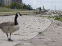 Goose excrement litters the shoreline along a popular recreational portion of the Windsor riverfront, Friday, July 28, 2017.