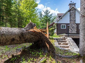 A number of trees fell on this person's land in Ste-Adèle, on Tuesday May 24, 2022.