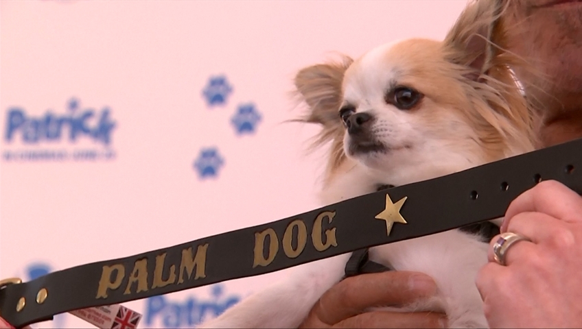 Click to play video: 'Chihuahua from 'Dogman' wins Palm Dog award at Cannes Film Festival'.