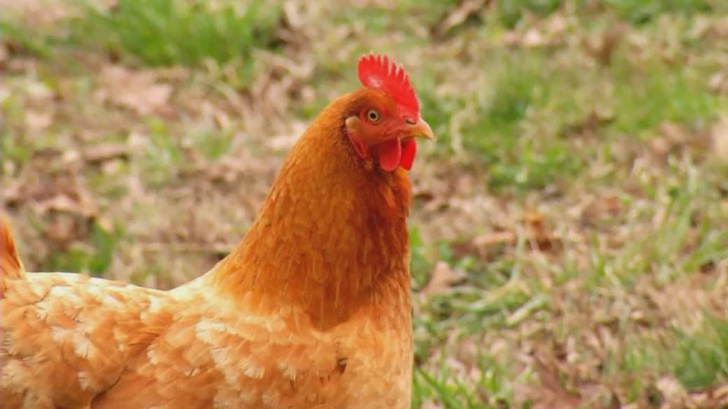 Click to play video: 'Bird flu outbreak on Canadian farms'