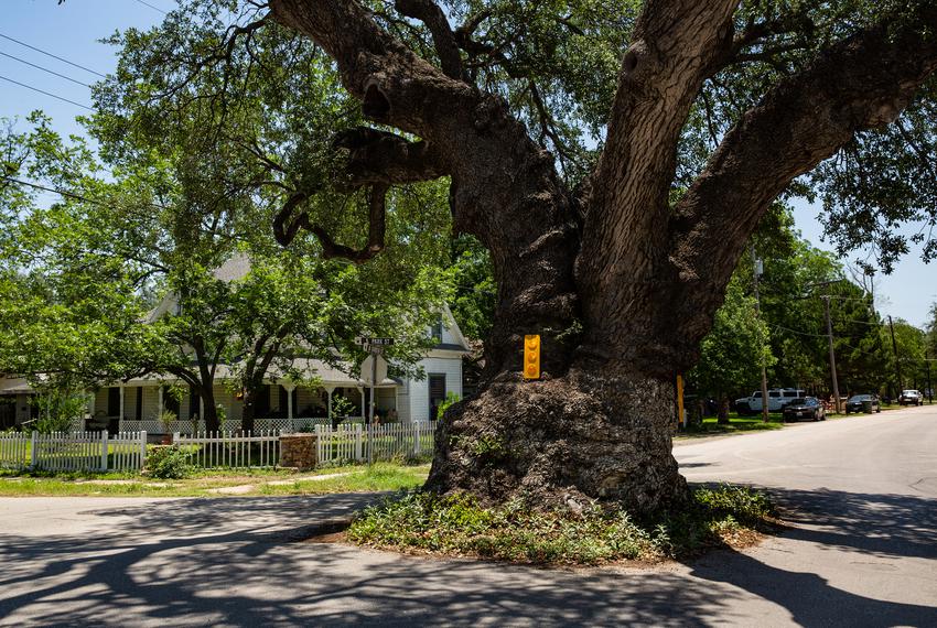 A tree in the middle of the street near El Progreso Memorial Library in Uvalde on Thursday, May 26, 2022.