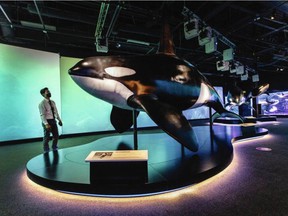 A model of a southern resident killer whale in the exhibition Orcas: Our Shared Future.  Some of the exhibit's killer whales may go to Ogden Point during the switch to a new building.