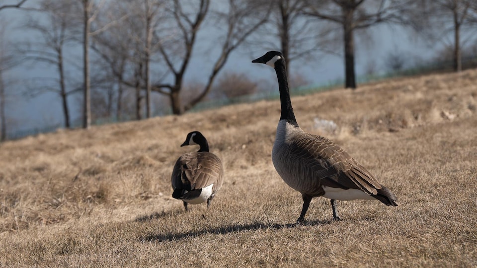 Canada geese in the spring.