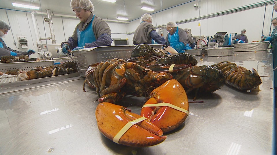 Workers in a factory shell cooked lobsters