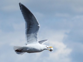 A gull flies off with a golf ball after mistaking it for an egg over Piper Spit at Burnaby Lake, in an image by wildlife photographer Tamara Sale.