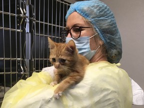 BC SPCA shelters in Surrey and Chilliwack are caring for 59 cats and kittens and a single injured ewe who were surrendered from a hoarding situation.