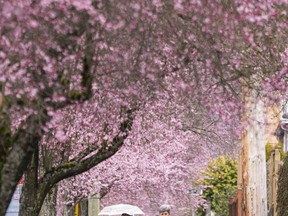 Pedestrians fill the sidewalk to take in the annual bloom of cherry and plum blossoms in Vancouver, March, 25, 2022.